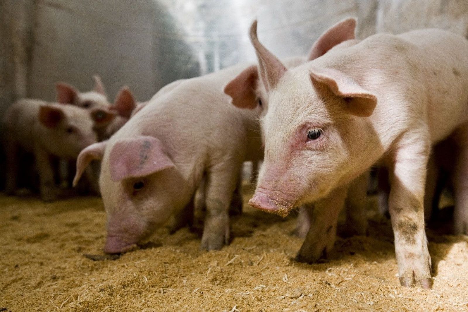 Ganado porcino en una granja. Foto de archivo