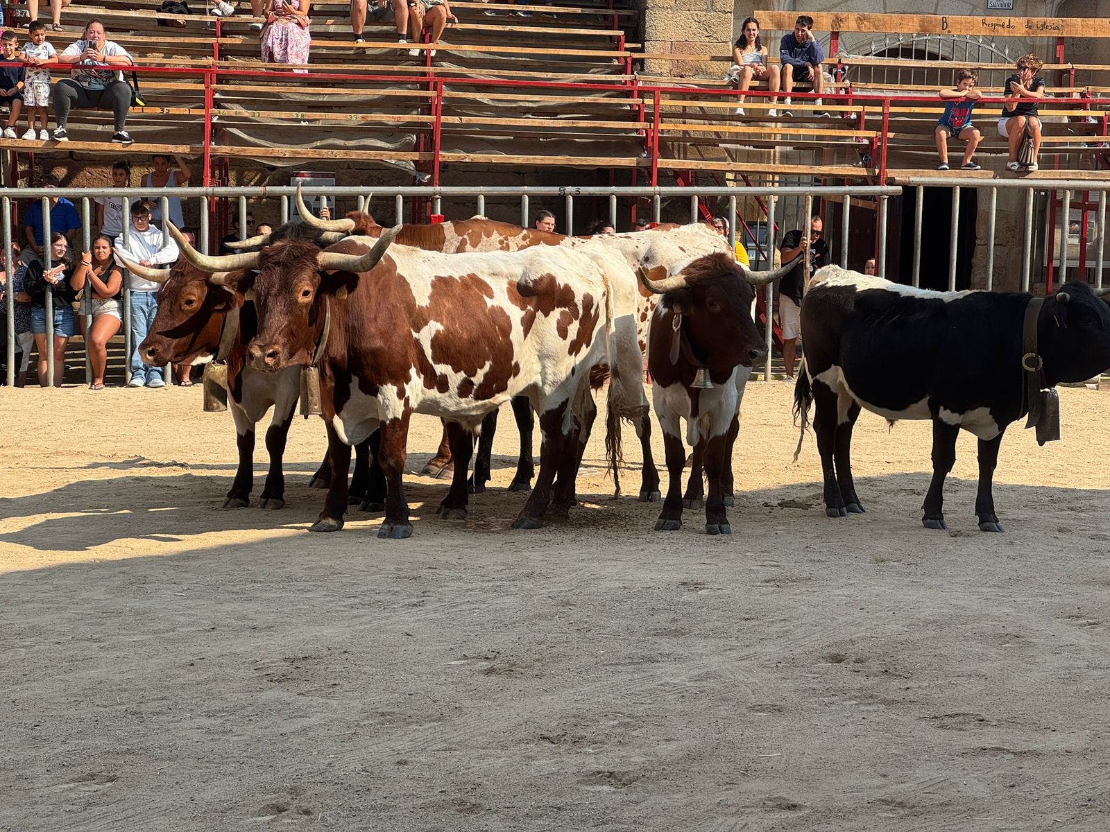 Encierro de bueyes en Aldeadávila de la Ribera para enseñarles el camino para los encierros en sus fiestas 2025