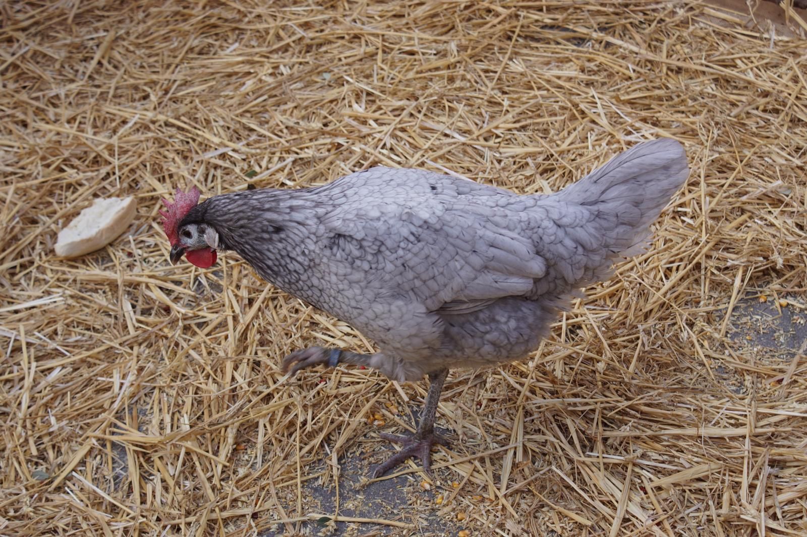 Belén Vivente en Alba de Tormes