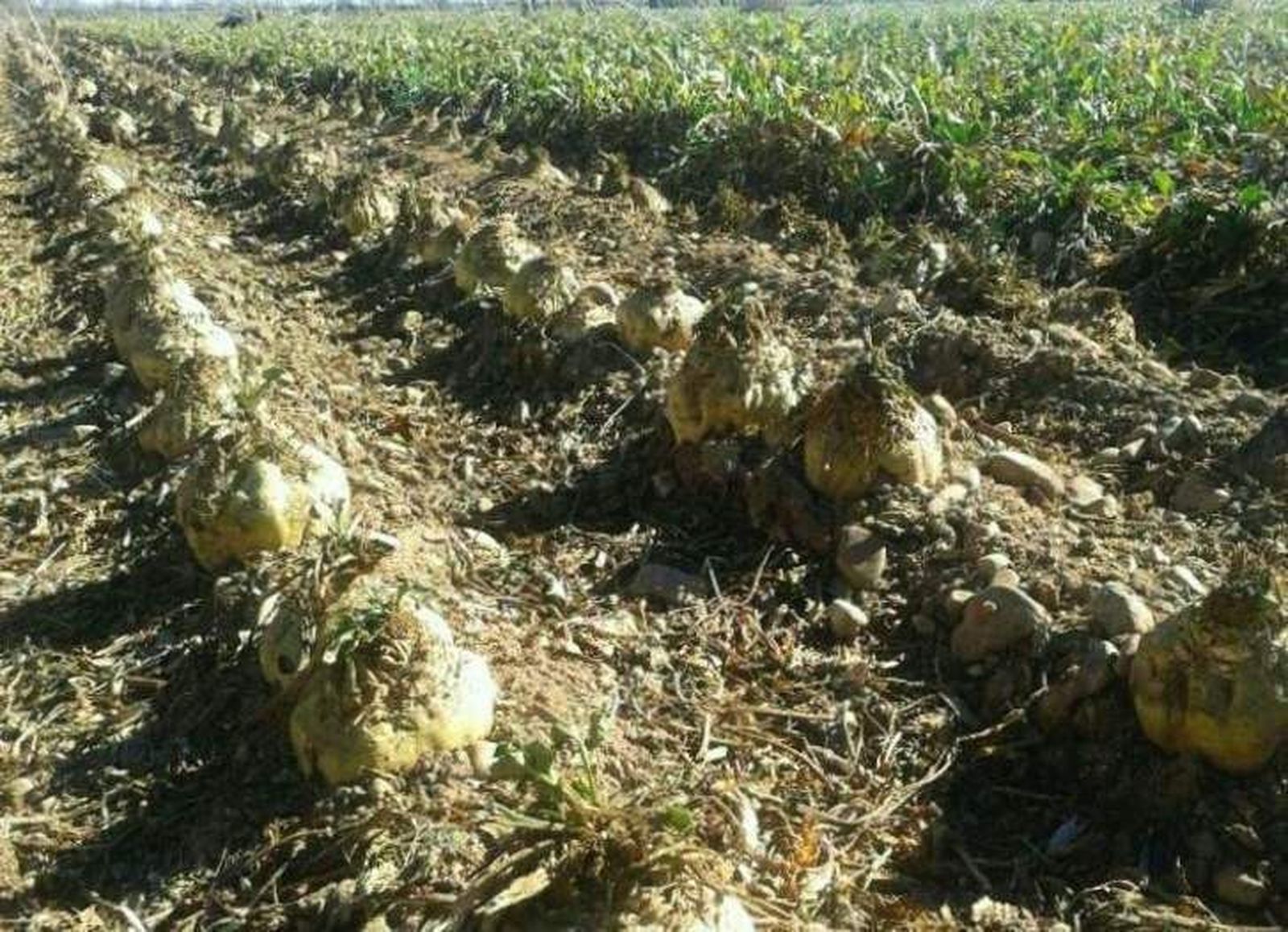 Solicitan la ampliación de la masa máxima en transporte por carretera de remolacha azucarera