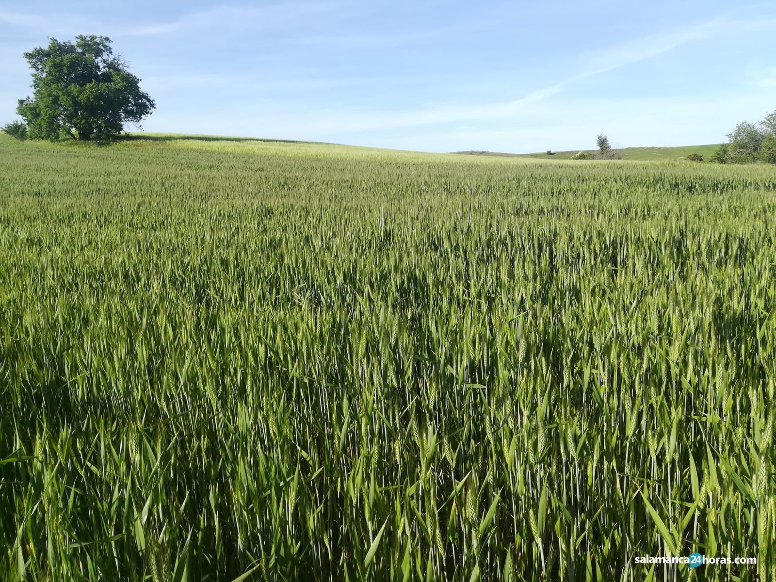 Cereales mayo Fraile (2)