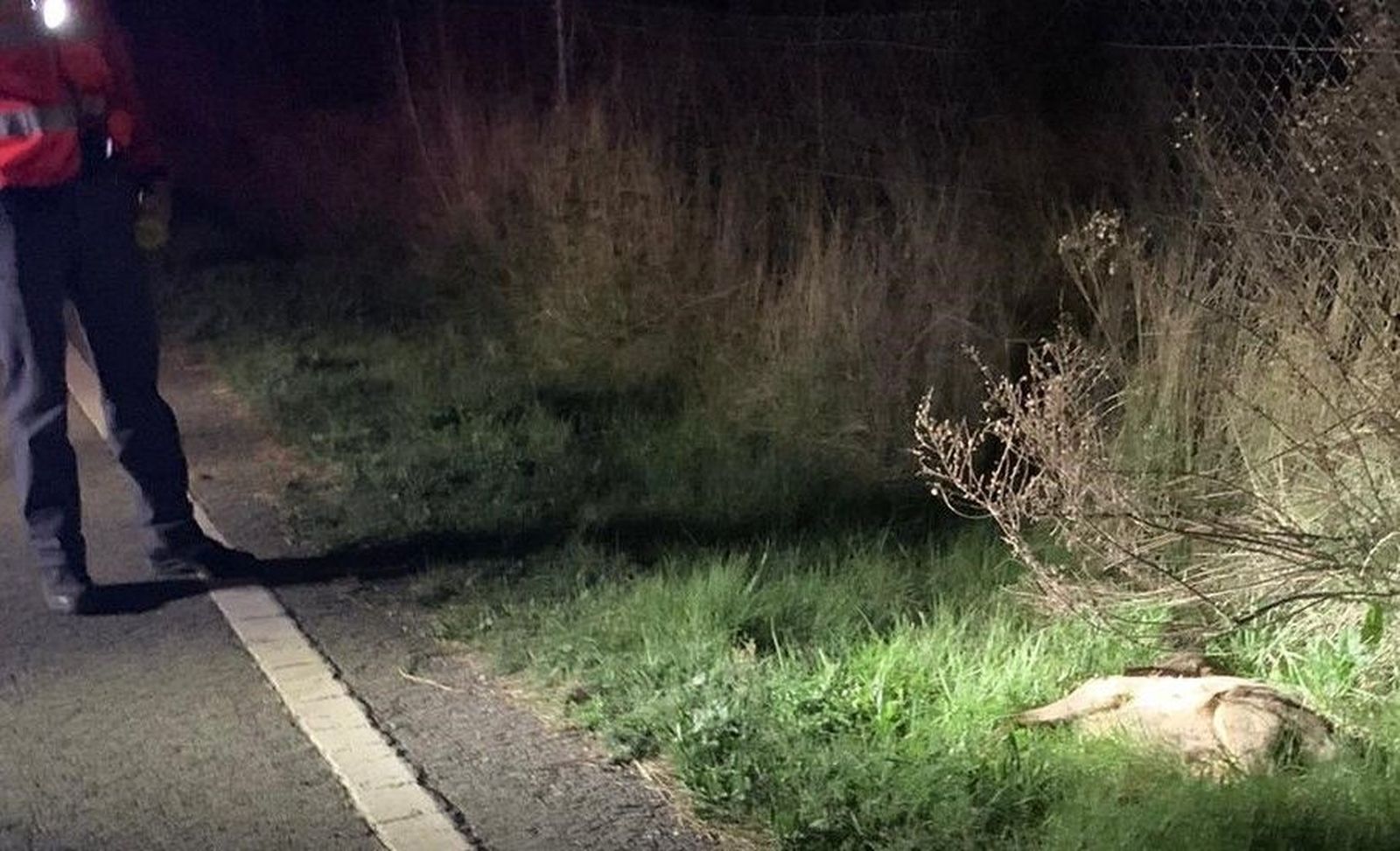 Imagen de archivo de un corzo atropellado. PFN