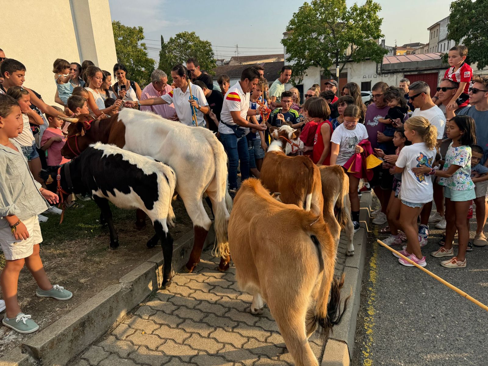 Encierro infantil de Mini Bueyes en Guijuelo durante sus fiestas 2025