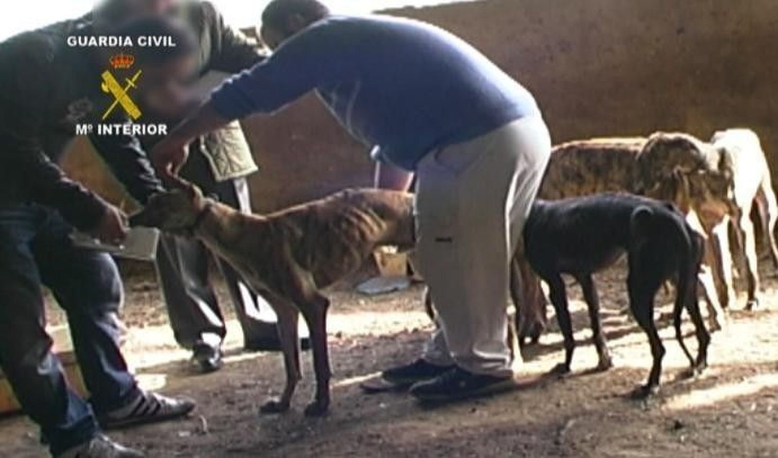 Desarticulada una red que robaba galgos de competición y amañaba carreras