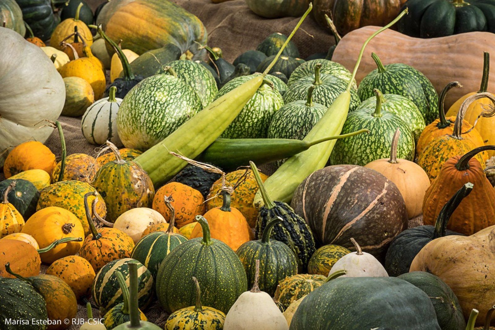 Calabazas de diferentes formas y colores en la temporada ideal para su consumo, el otoño |&nbsp;EUROPA PRESS