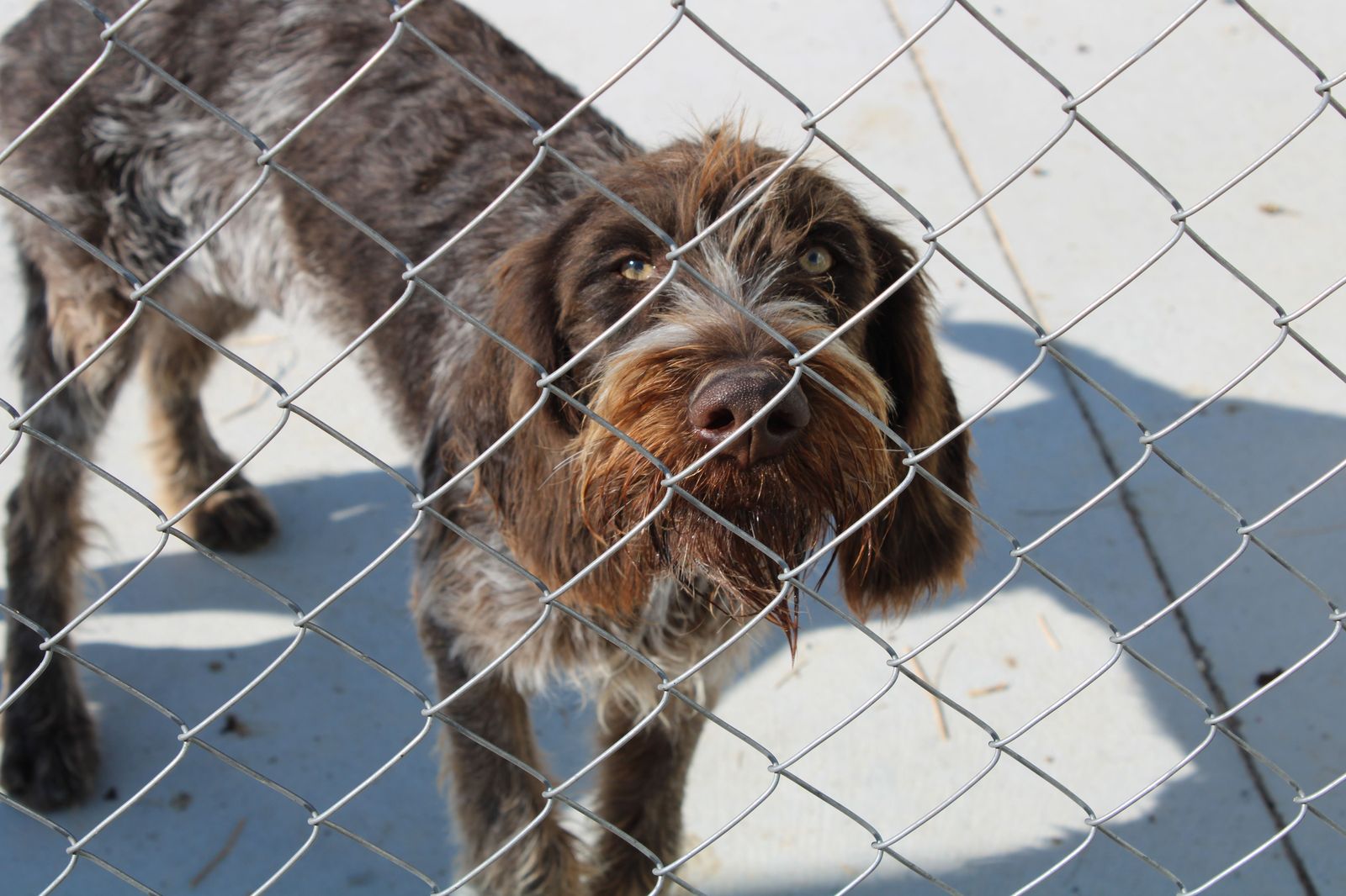 refugio-de-animales-del-ayuntamiento-de-salamanca-16