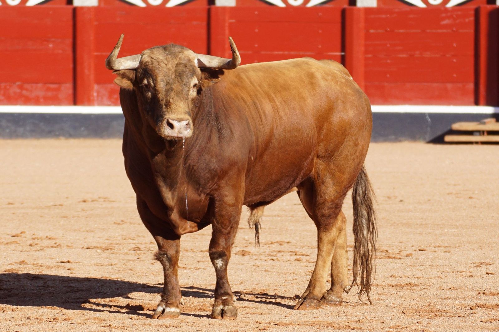 Tradicional Desenjaule en la Plaza de Toros La Glorieta