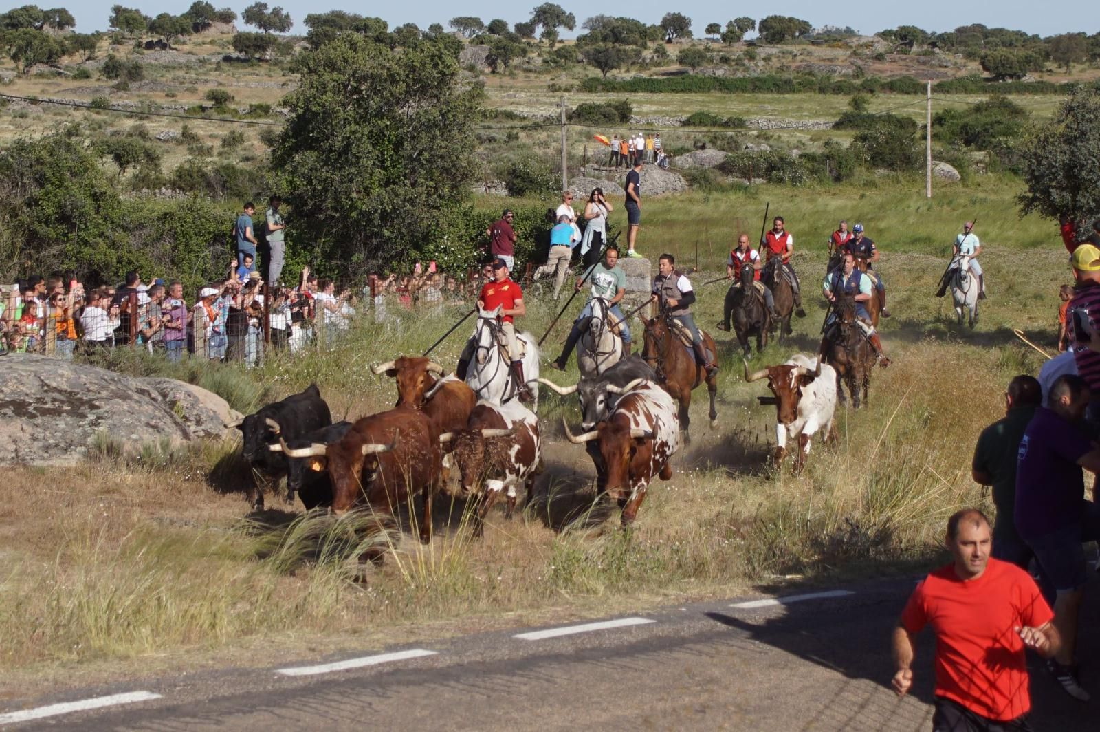 ledesma-calienta-motores-para-los-espantos-con-el-reparto-de-panuelos-y-la-salida-de-los-toros-del-prao-de-la-villa-11