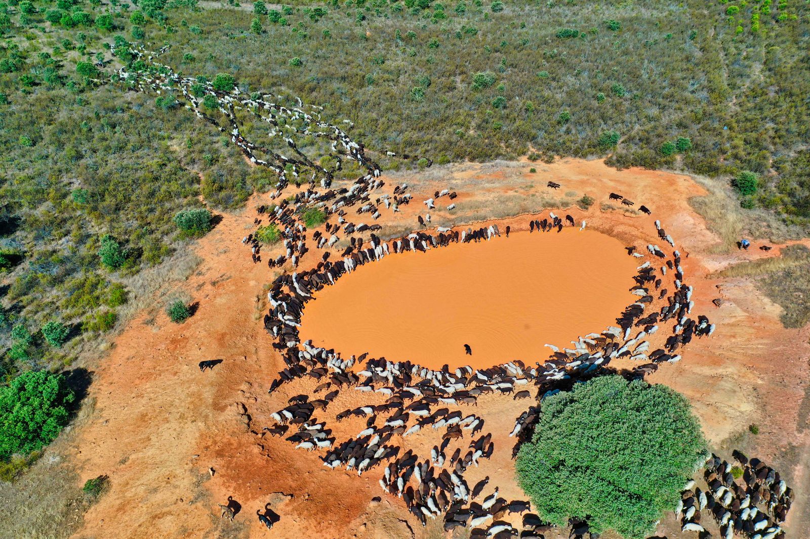 Traslado de 2000 ovejas desde Tábara a Fontanillas de Castro por falta de comida provocada por los incendios en la provincia de Zamora. Juan Luis Pérez, Lorenzo Arias y Maximino Pérez son tres pastores (1)