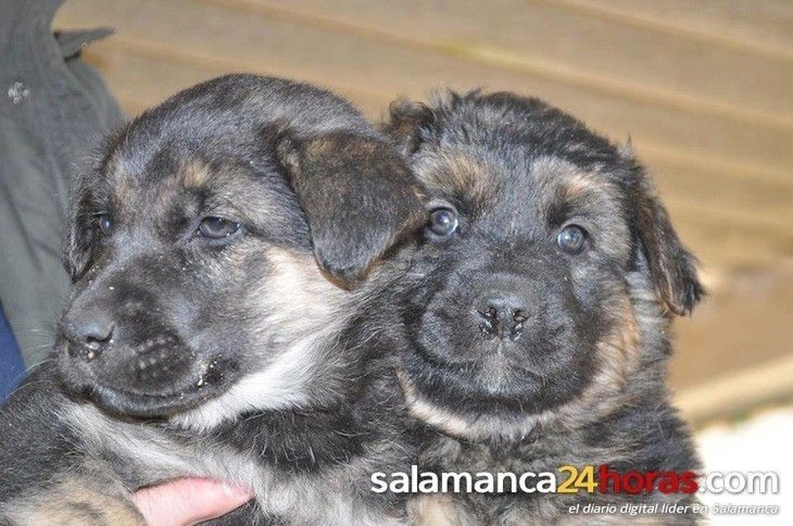 Club del Perro: 22-06-14