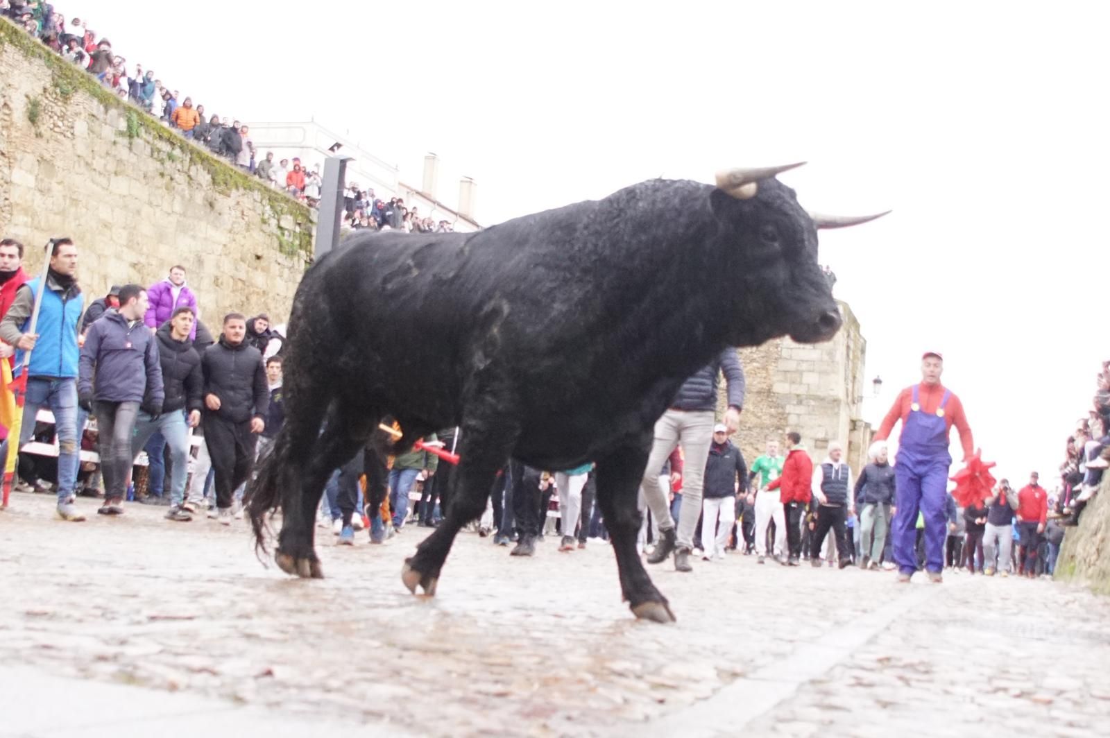 Capea matinal de domingo de carnaval en Ciudad Rodrigo (94).jpeg