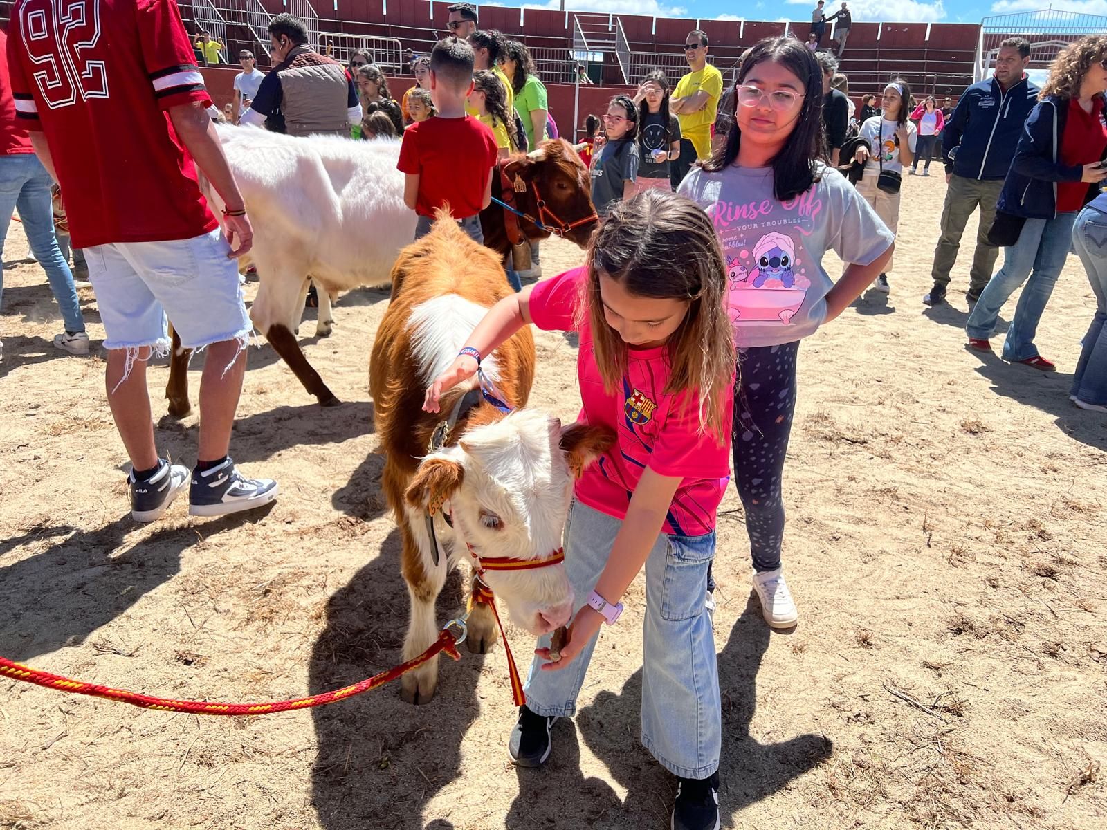 mini-bueyes-en-elas-fiestas-de-doninos-2025-26
