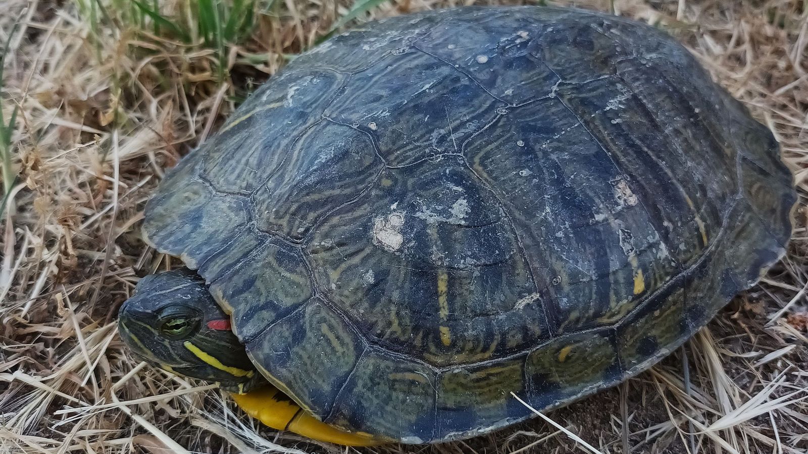 Galápago de Florida de orejas naranja