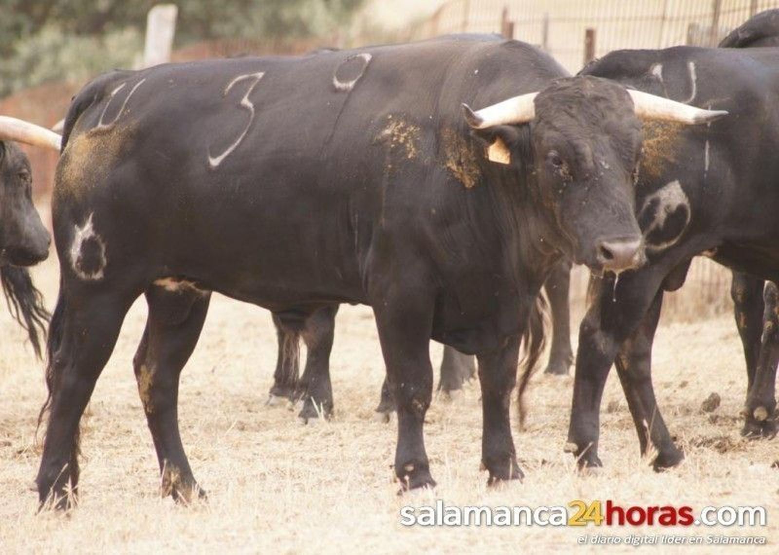 Guijuelo: toros de Pilar Población