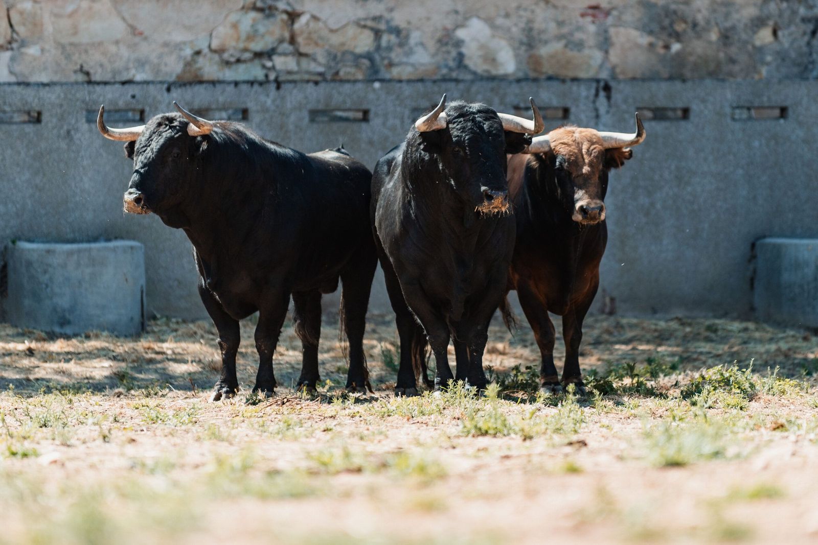 sorteo-de-los-toros-para-el-mano-a-mano-entre-morante-de-la-puebla-y-marco-perez-en-salamanca-fotos-bmf-toros-3