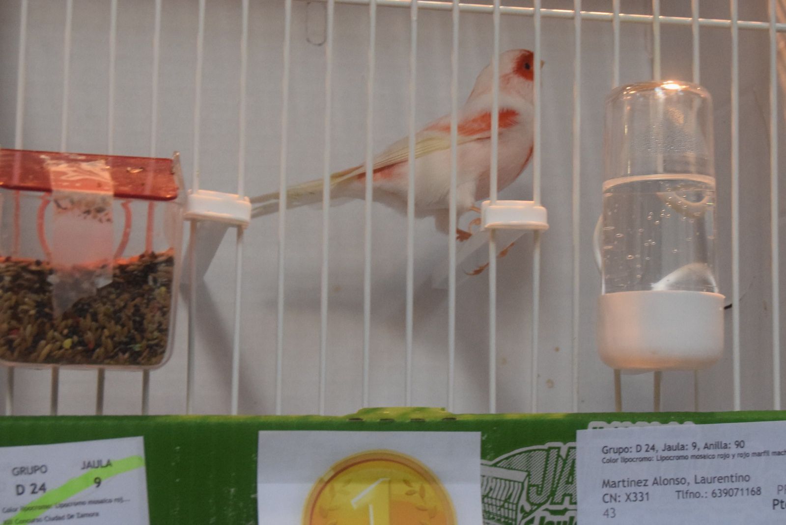 exposicion-ornitologica-en-el-colegio-universitario-18