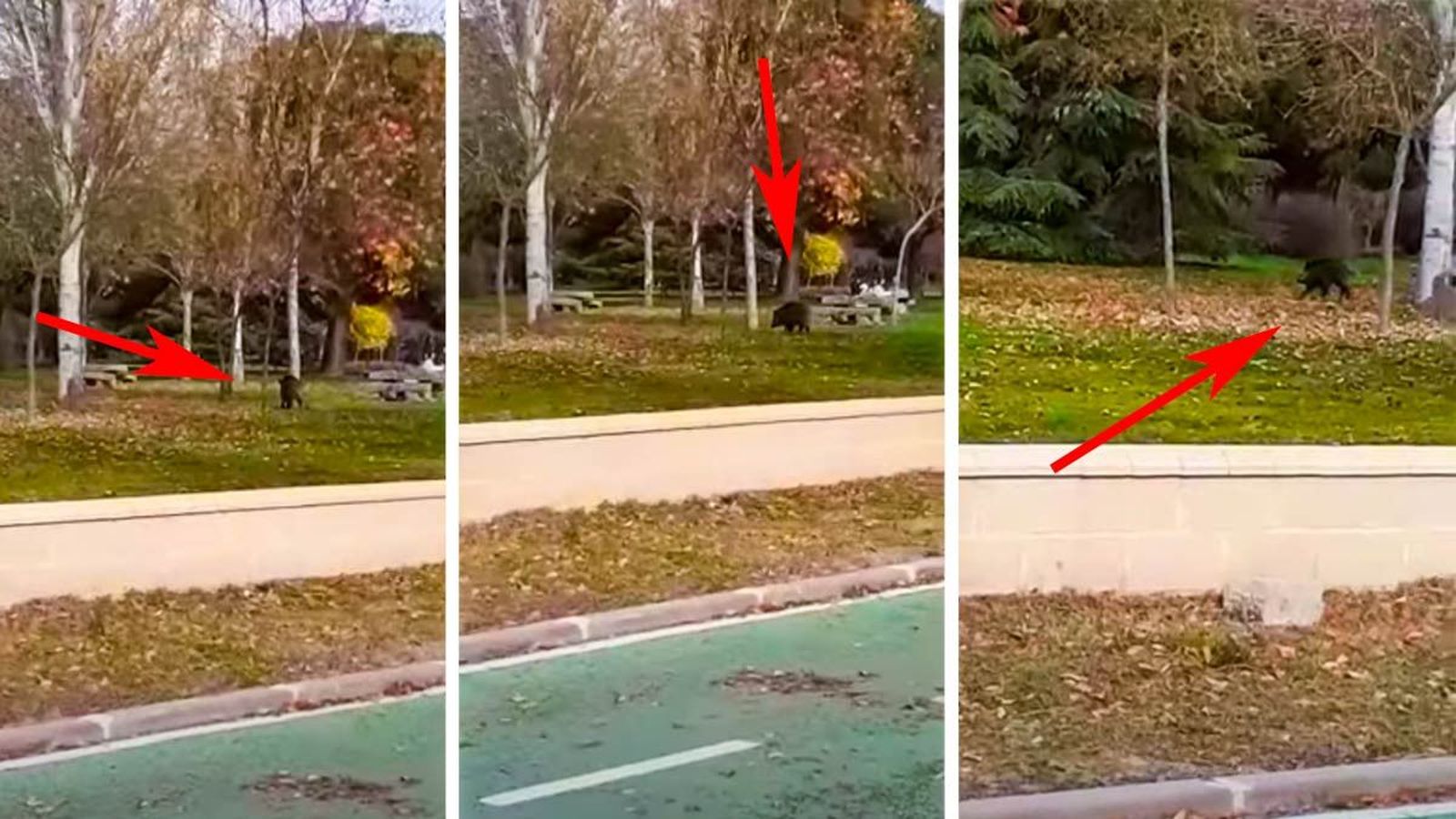 Jabali calles salamanca