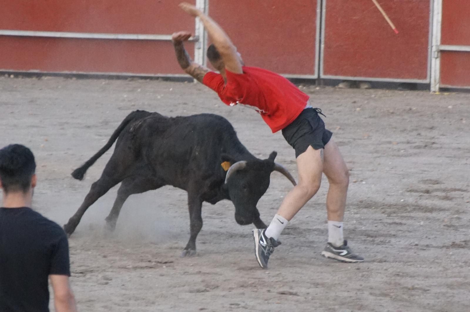 Las vaquillas hacen las delicias de los asistentes en Santa Marta de Tormes