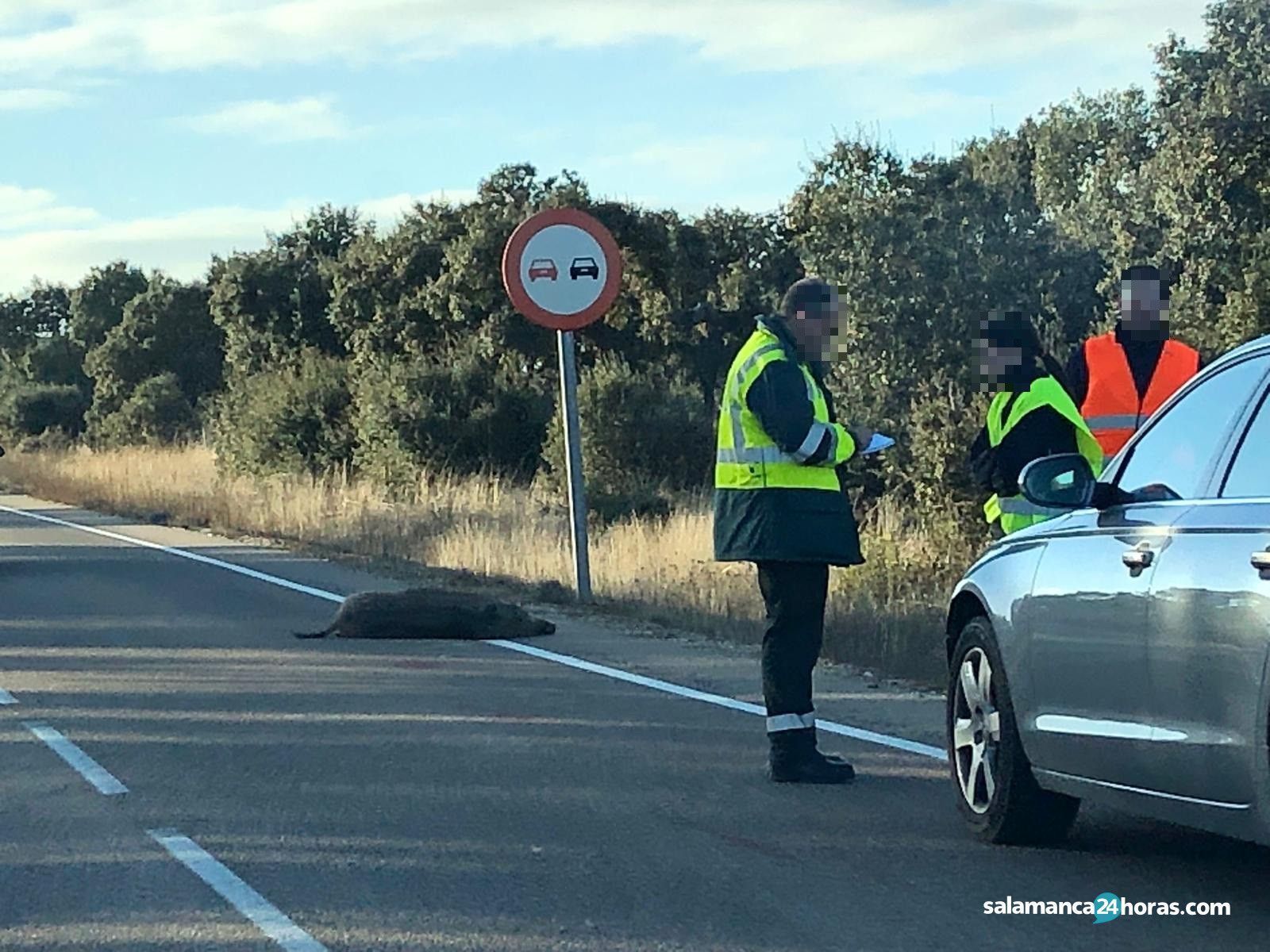 Accidente jabalí Juzbado