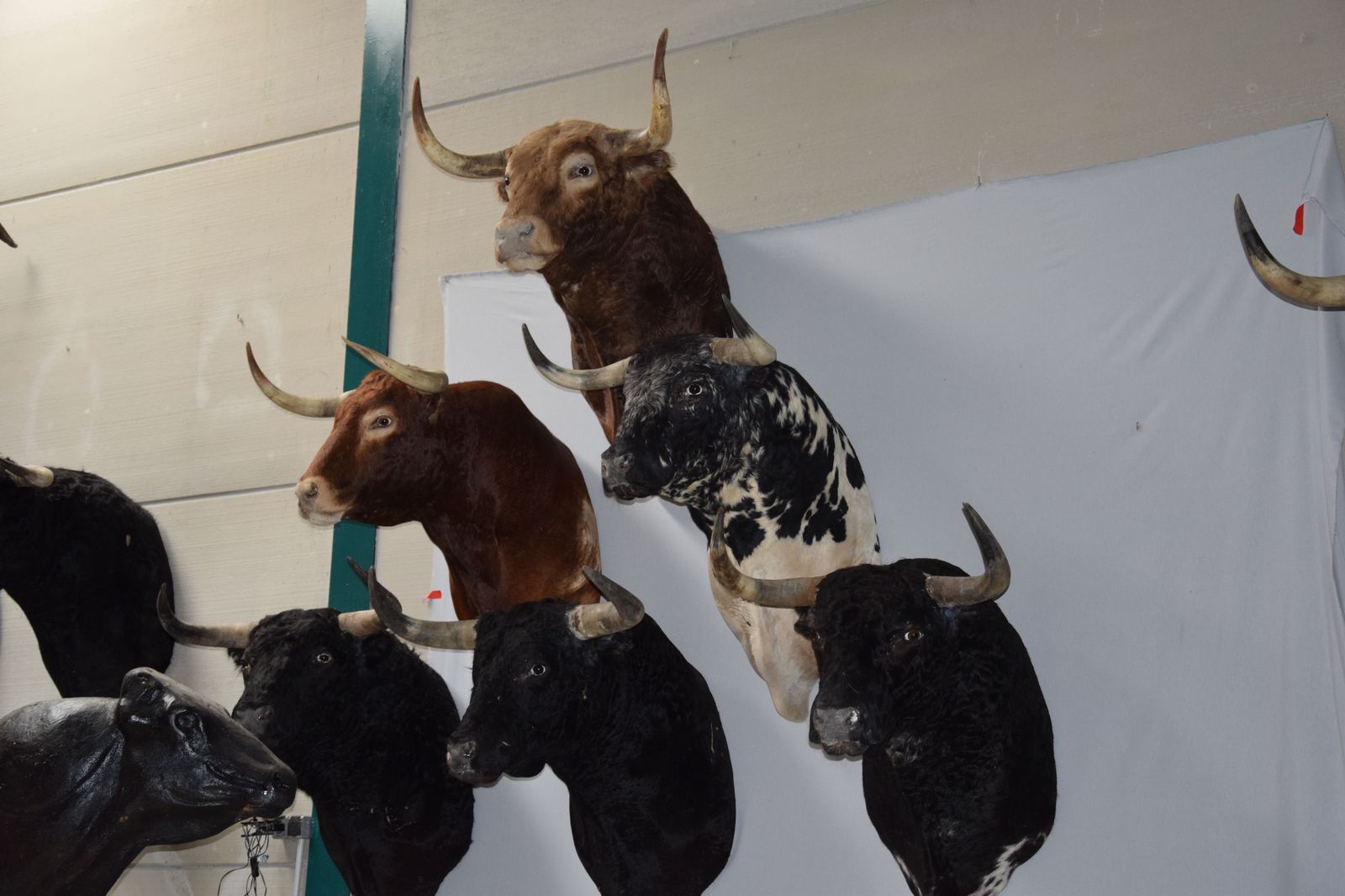 taxidermia-en-salamanca-8