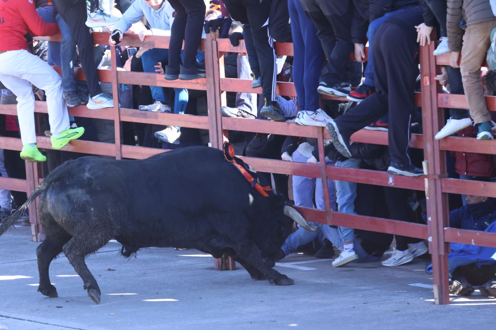 Toro del Antruejo 2026 en el Carnaval del Toro de Ciudad Rodrigo