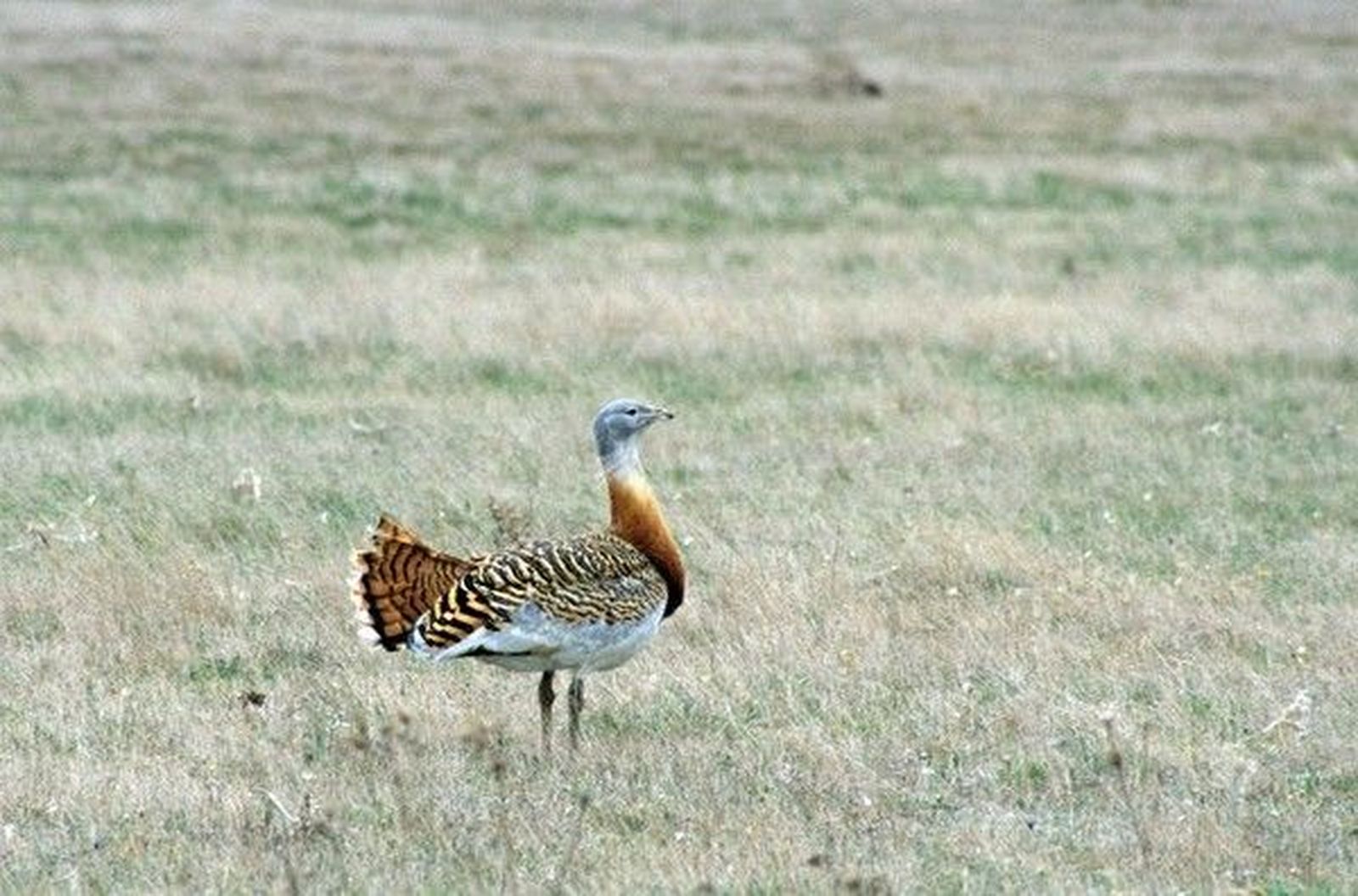 Avutarda en las lagunas de Villafáfila. Foto ICAL