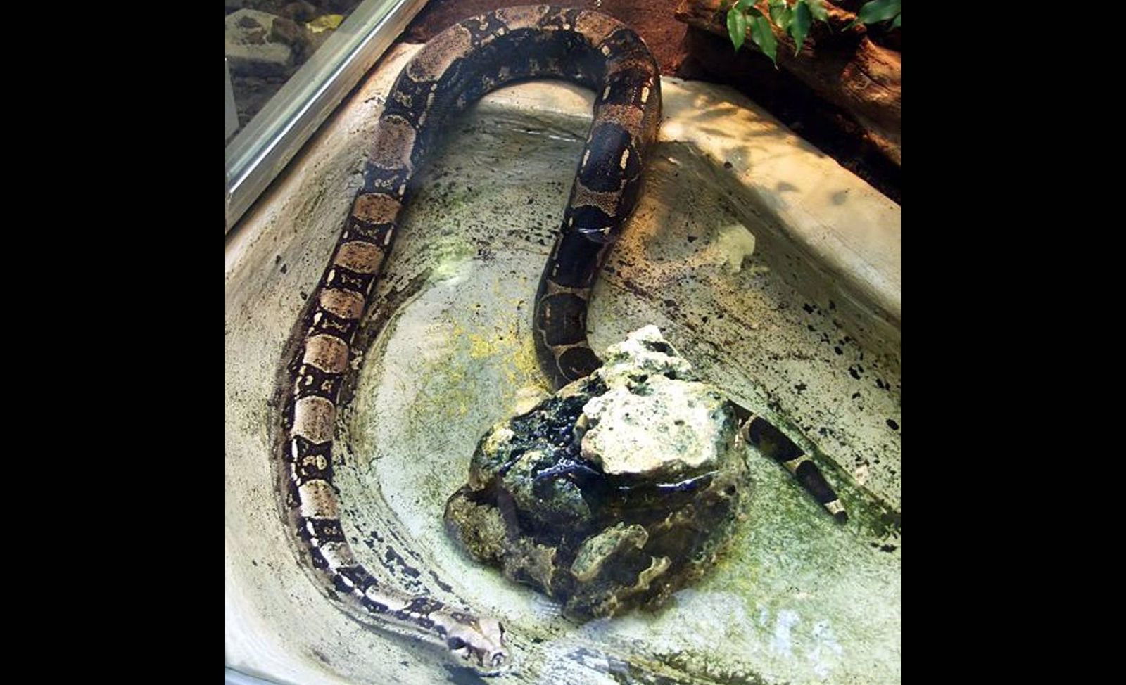 Una boa constrictor. Europa Press