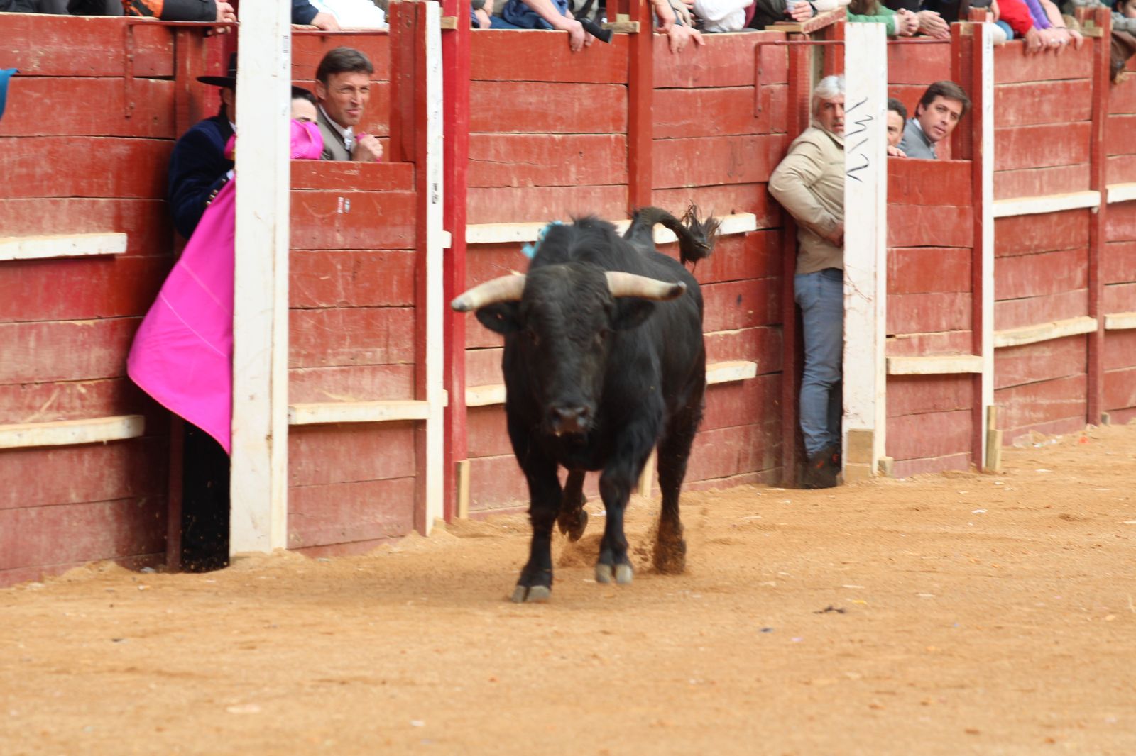 Chaves, El Capea y Pérez Pinto abren la Puerta Grande en el primer festival del Carnaval de Ciudad Rodrigo de 2023