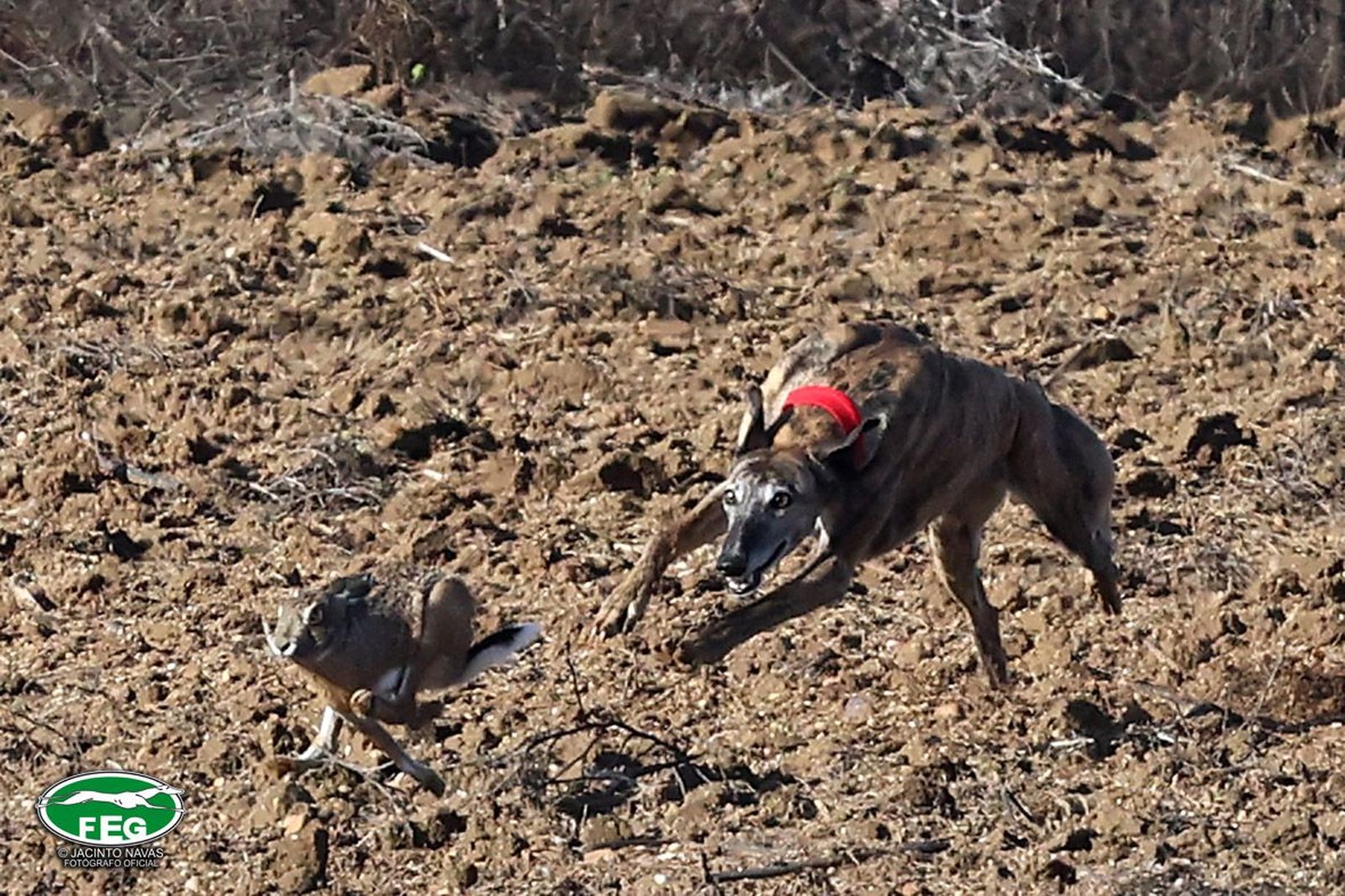Leyenda de Retumba Federación Española de Galgos