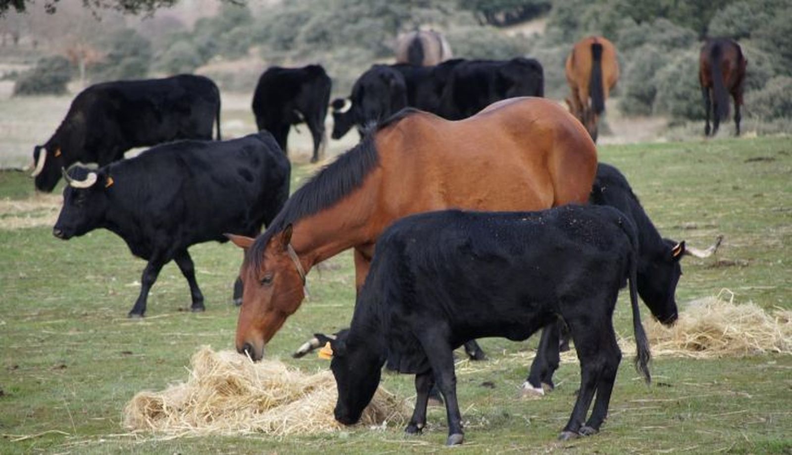 Ganadería Herederos de Ángel Sánchez y Sánchez (21)