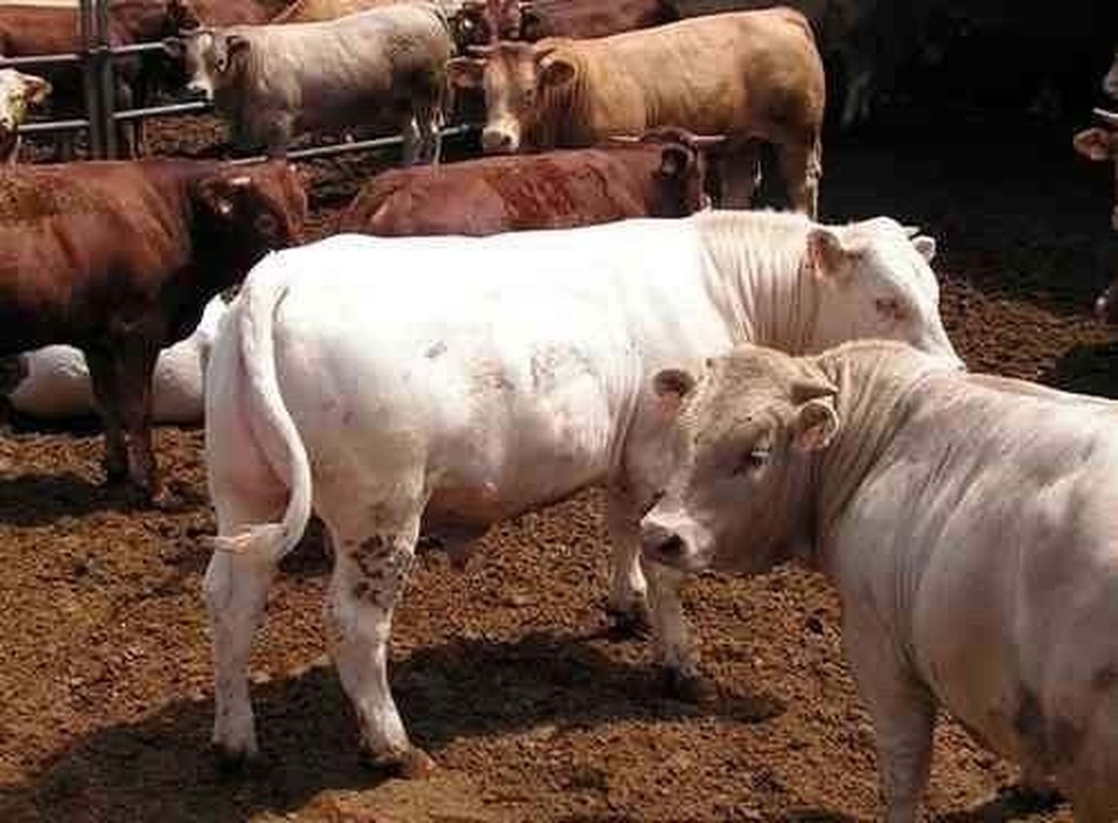 ASAJA exige a la Junta que no cierre la Unidad Veterinaria Comarcal