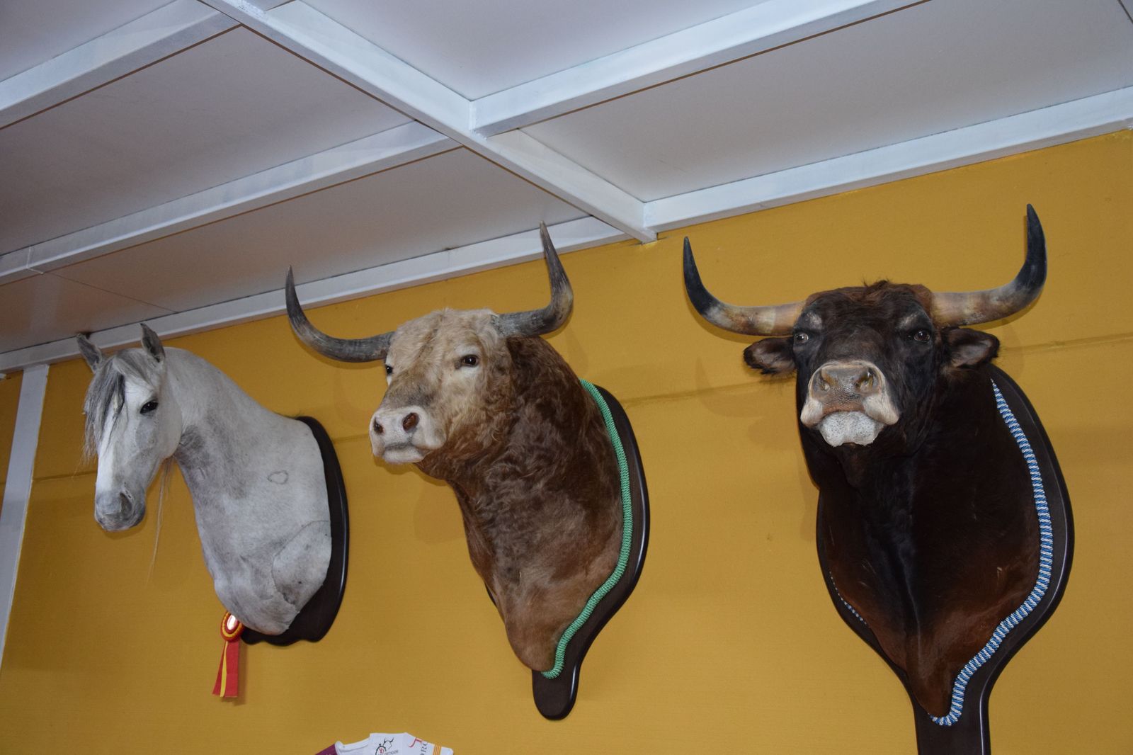 taxidermia-en-salamanca-18
