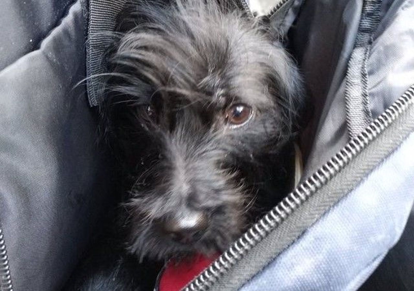 Perro dentro de una mochila. Foto de EP