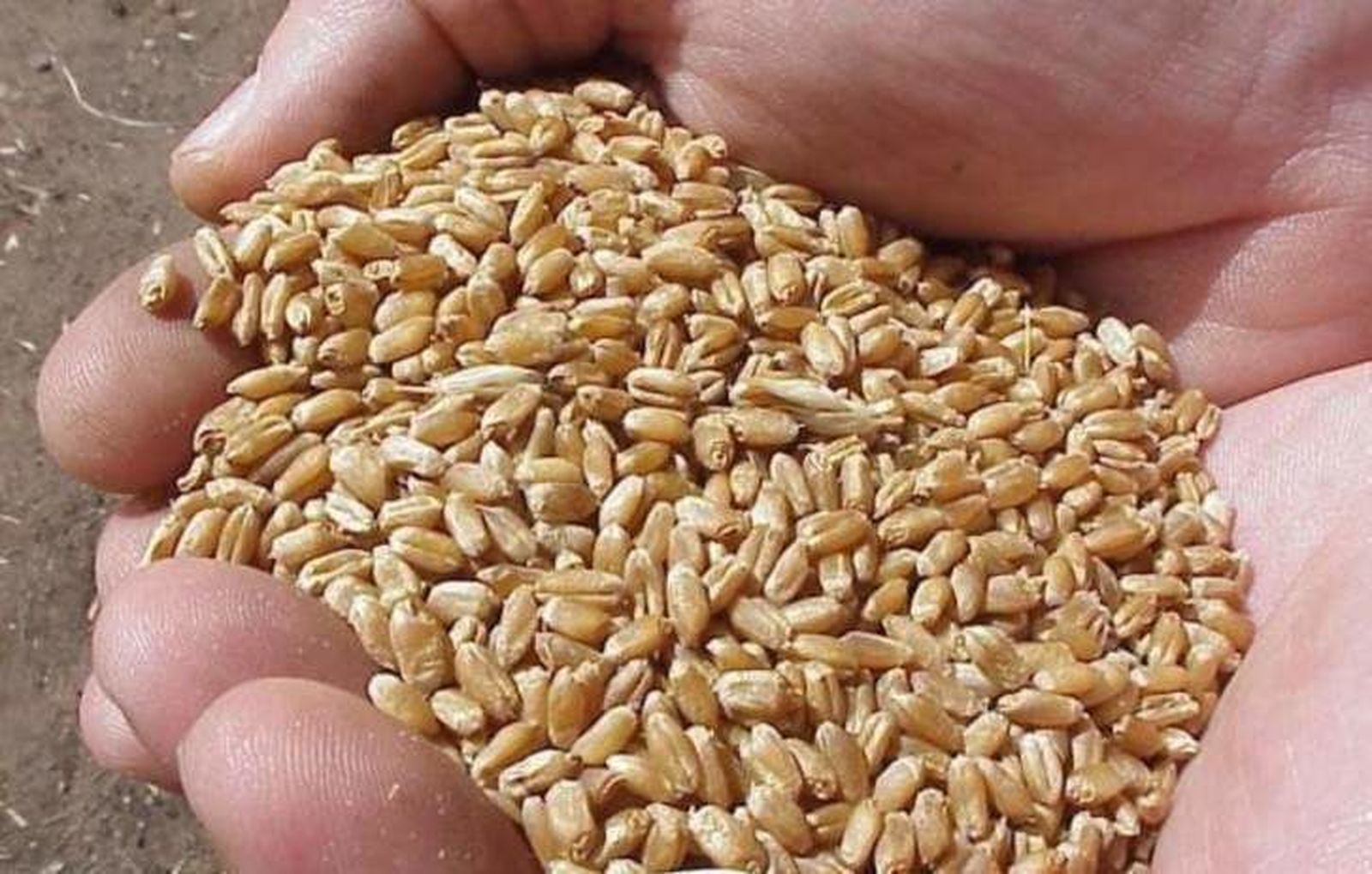 Porcino de cebo y cereales, al alza en la Lonja de Zamora