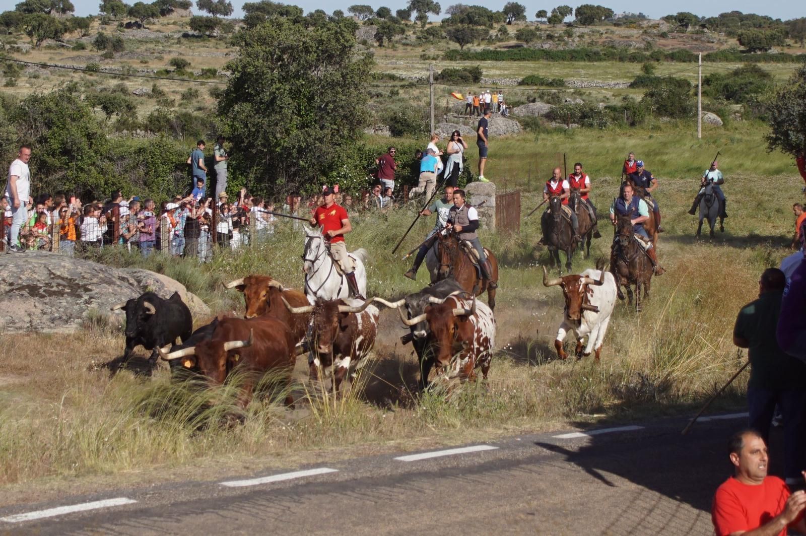 ledesma-calienta-motores-para-los-espantos-con-el-reparto-de-panuelos-y-la-salida-de-los-toros-del-prao-de-la-villa-13