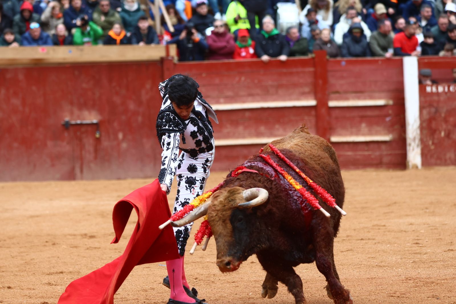 Novillada con picadores de lunes en el Carnaval del Toro de Ciudad Rodrigo 2026
