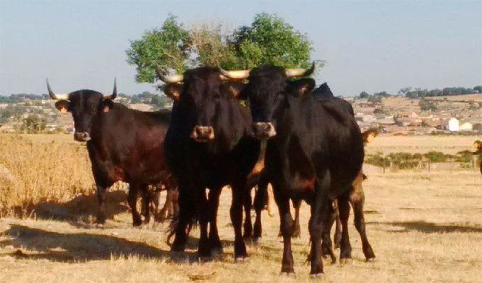 Nace ‘Bos Taurus Primigenius’, marca basada en la raza Sayaguesa