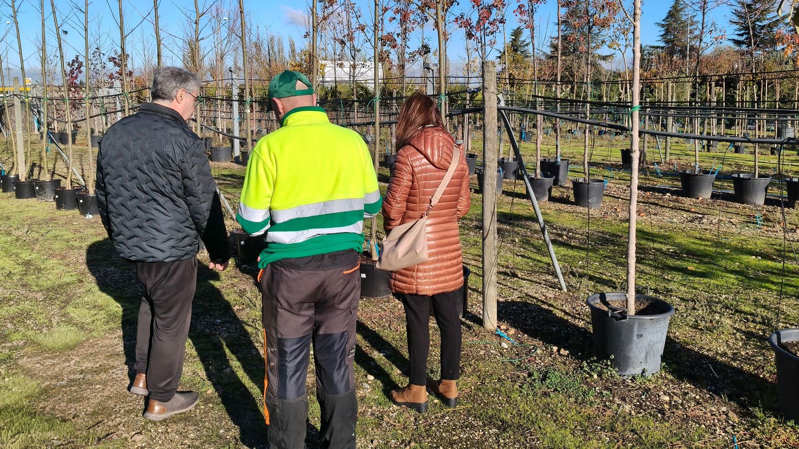 Carbajosa incorporará 42 nuevos árboles a sus zonas verdes