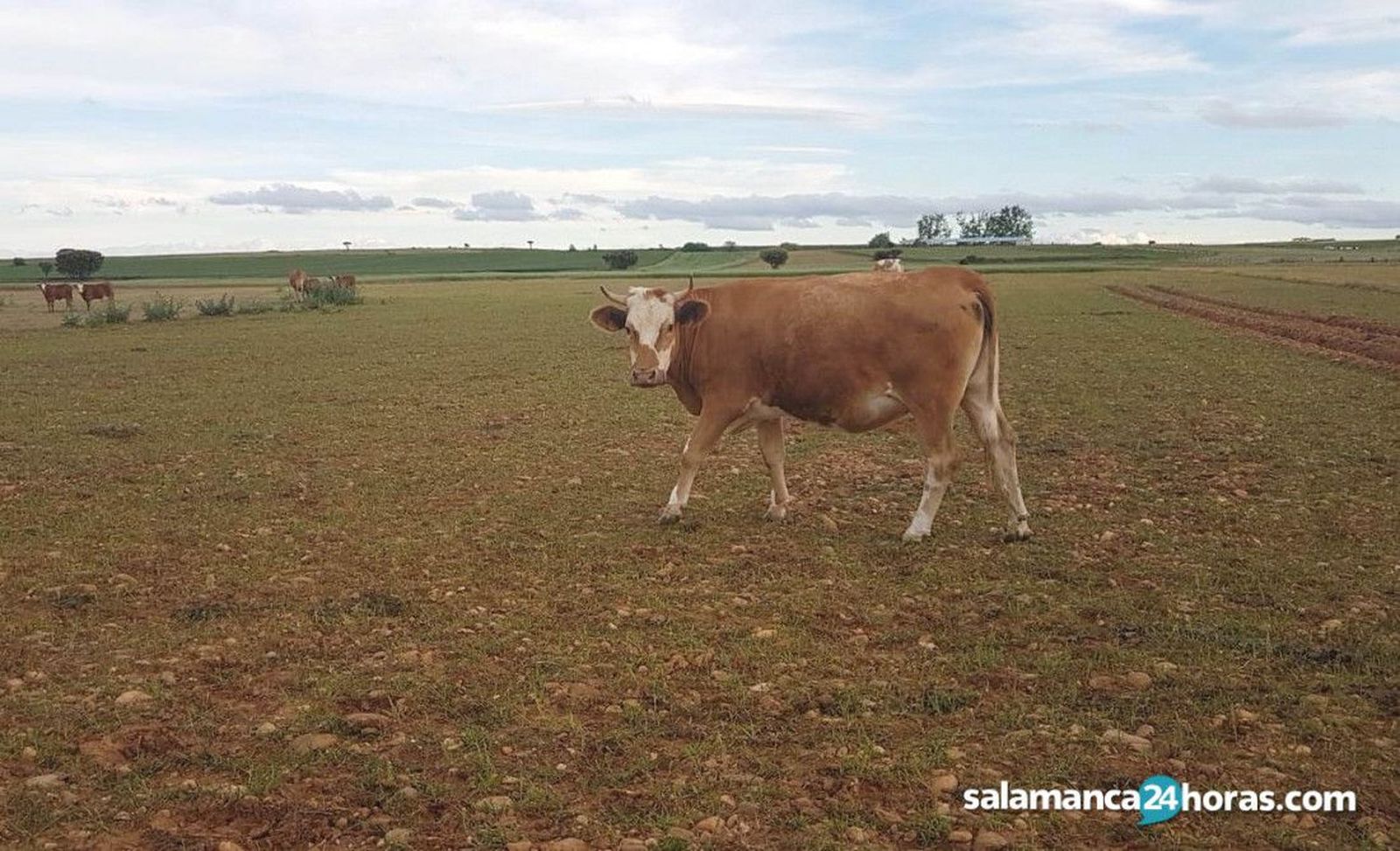 El cereal no da tregua en la Lonja de Salamanca con subidas entre uno y seis euros, fuerte caída de los terneros