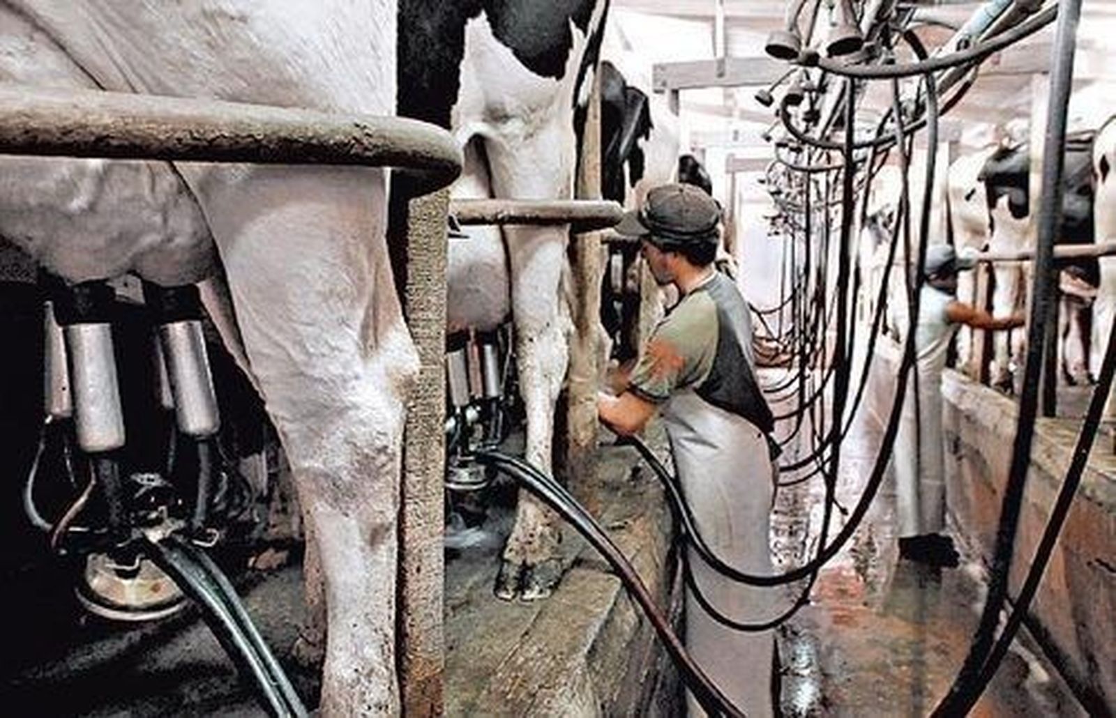 La Junta financia los programas de mejora de la calidad de la leche cruda de vaca, oveja y cabra La Junta financia los programas de mejora de la calidad de la leche cruda de vaca, oveja y cabra