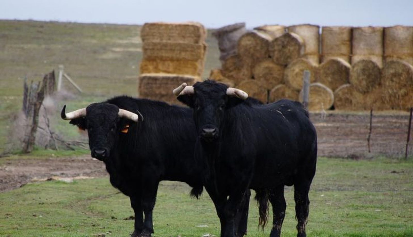 Ganadería Herederos de Ángel Sánchez y Sánchez (28)
