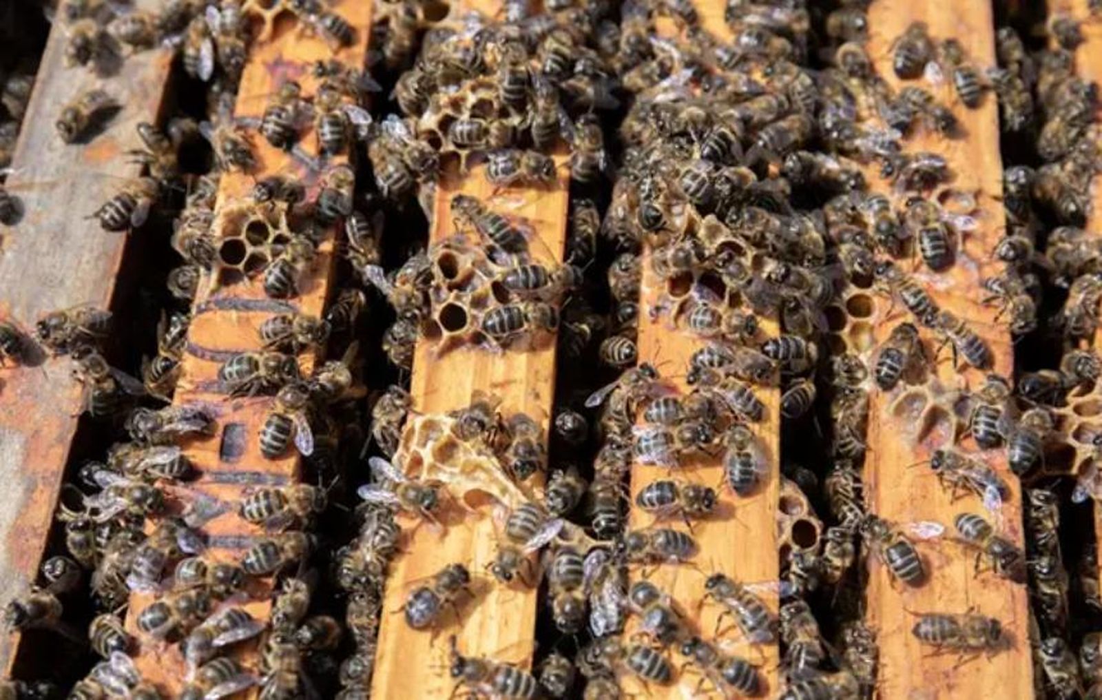 Abejas en panal. Foto EP