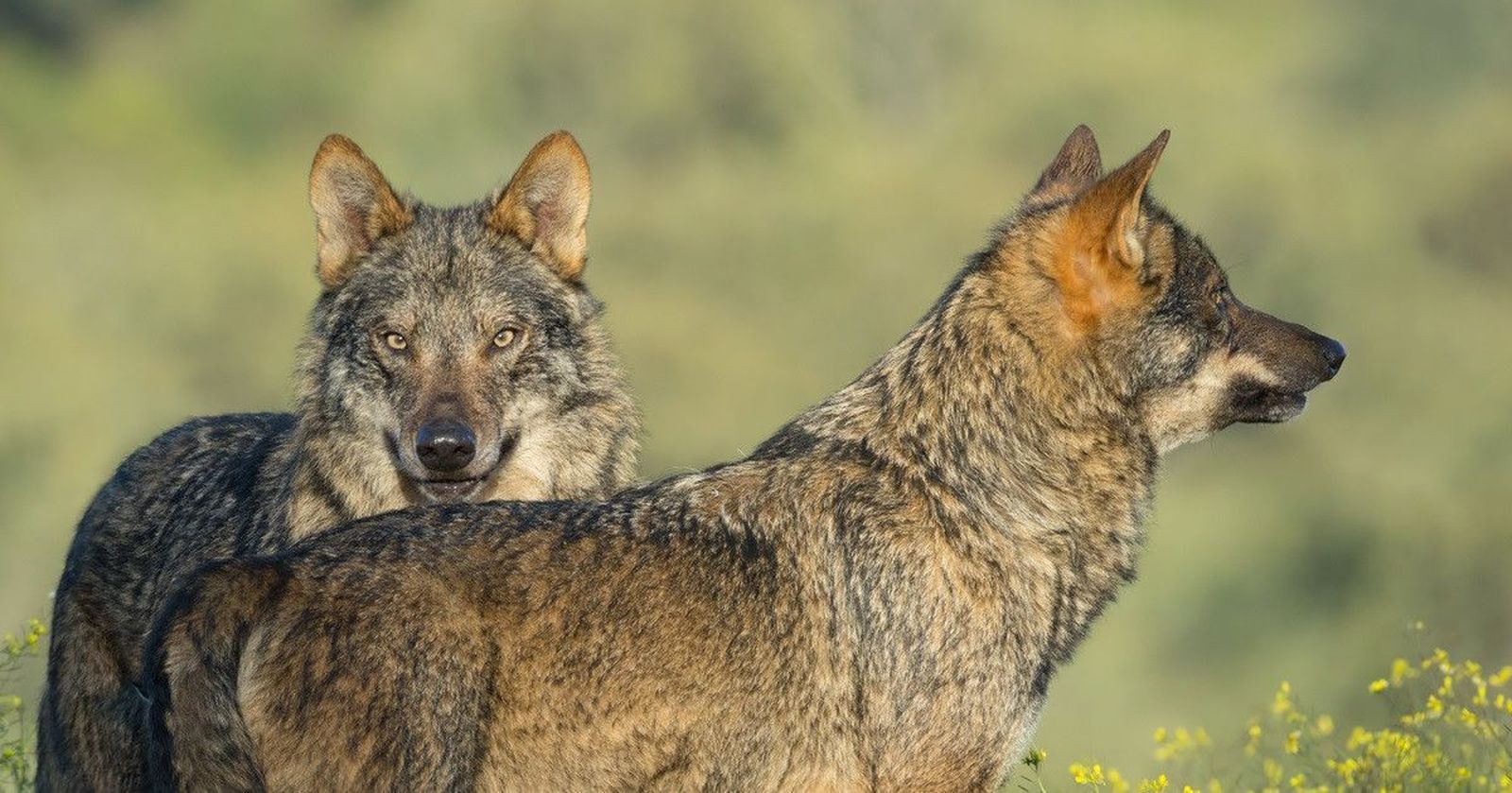 Lobos. Lobos.