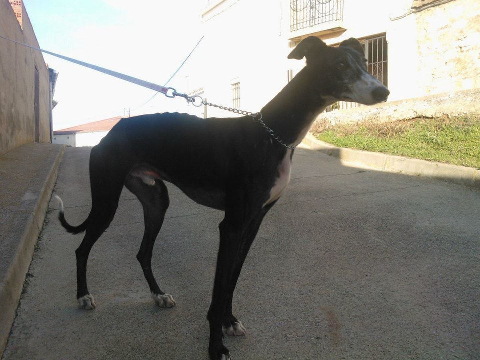 Club del Perro 11 enero