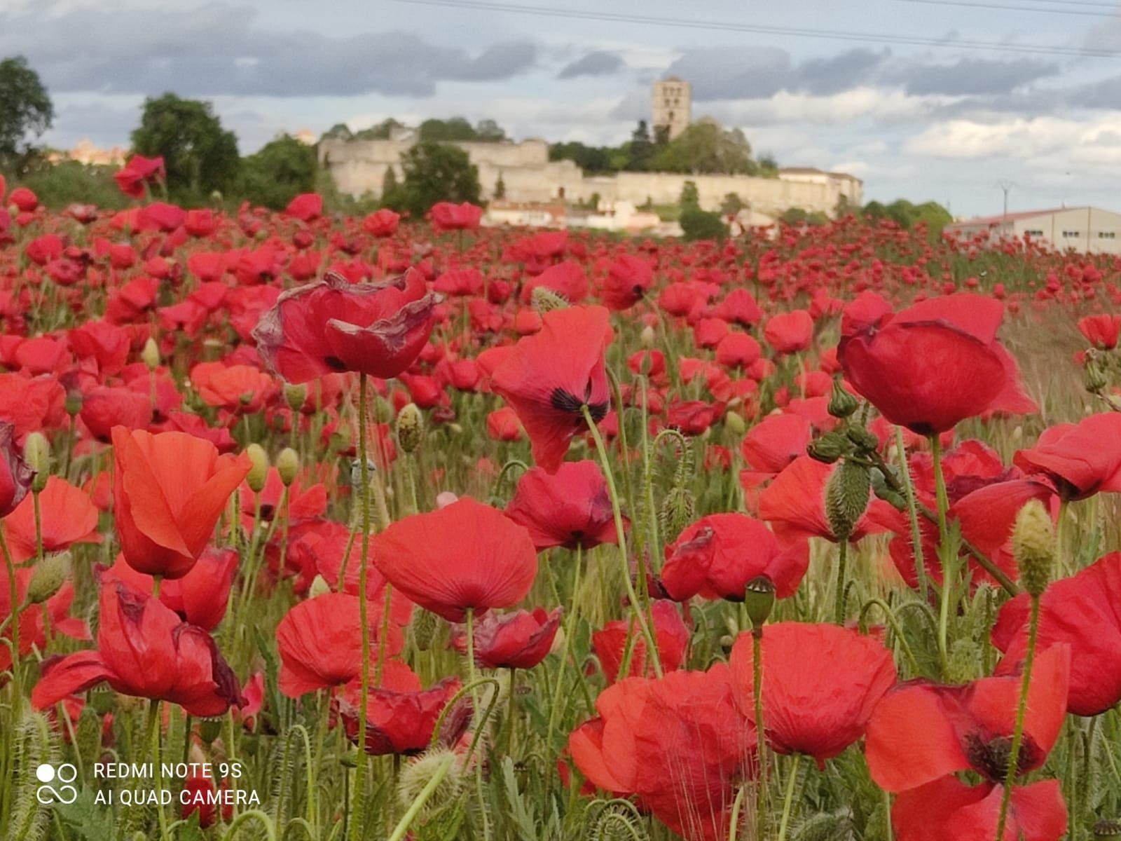 El campo de amapolas de Zamora