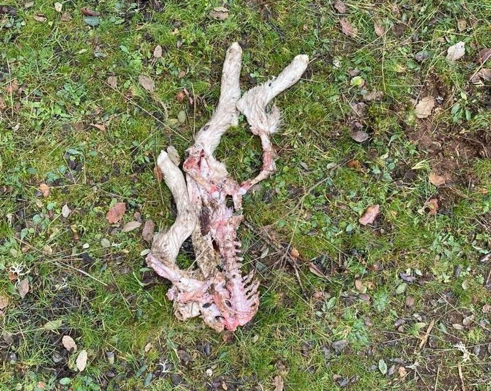 GALERÍA | Ataque de lobo en la explotación ganadera de Topas