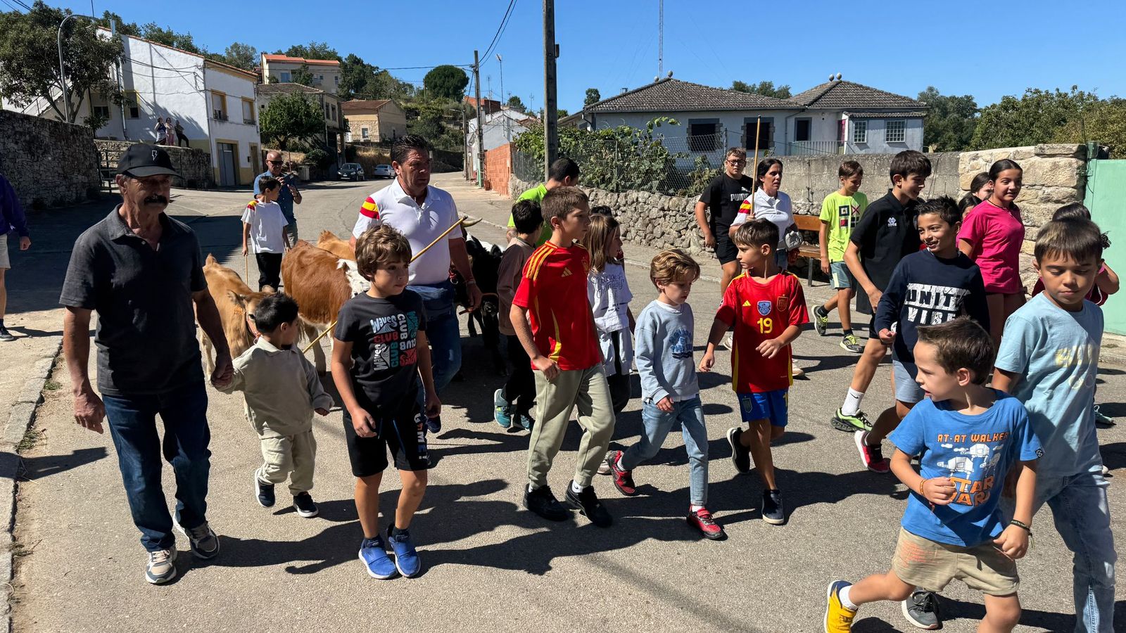 Encierro de mini bueyes en el último día de fiestas en Aldeadávila de la Ribera