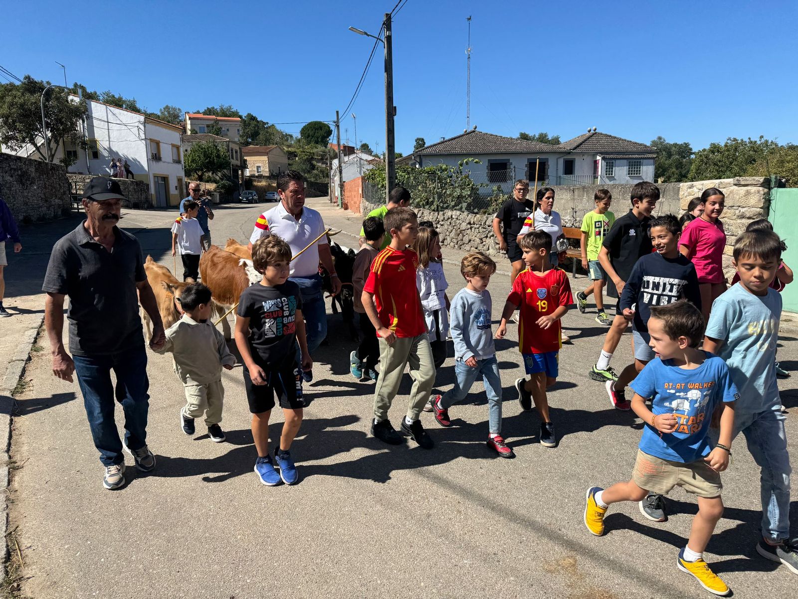 Encierro de mini bueyes en el último día de fiestas en Aldeadávila de la Ribera