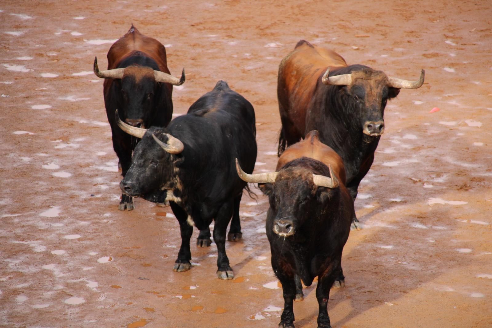 encierro-del-martes-de-carnaval-en-ciudad-rodrigo-36