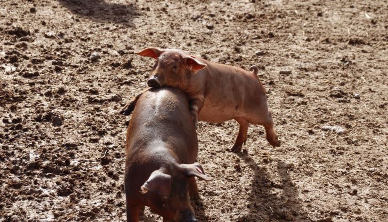 Tostones. Foto Andrea